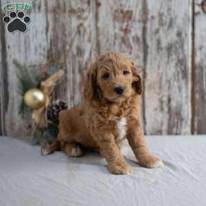 Gina, Mini Goldendoodle Puppy